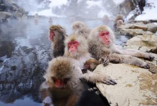 Singes du parc de Jigokudani