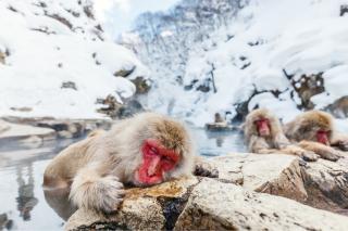 Parc des singes de Jigokudani