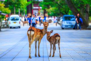 Les sympathiques daims de Nara