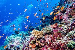 Récifs coralliens des Maldives
