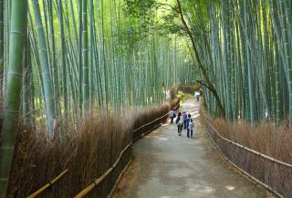 Forêt de bambous d’Arashiyama, Kyoto