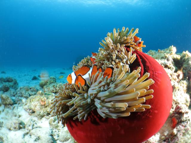 Iles Kerama, Okinawa