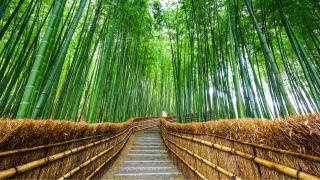 Forêt de bambous d'Arashiyama, Sagano