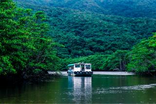 Mangroves, île d'Iriomote