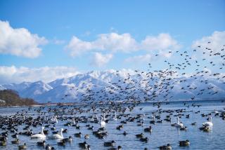 Lac Inawashiro, Sendai