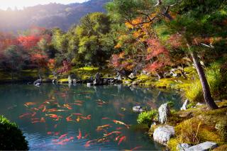 Temple Tenryu-ji, Arashiyama