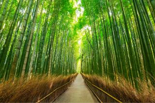 Promenade à pied dans la forêt de bambous de Sagano et à Arashiyama