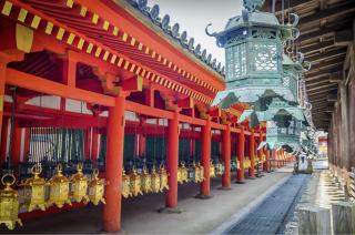 Daim du sanctuaire de Kasuga Taisha, Nara