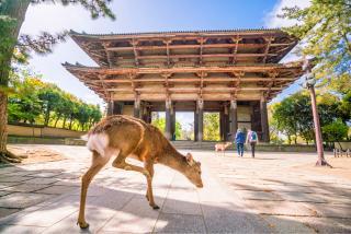 Kyoto et Nara en une journée