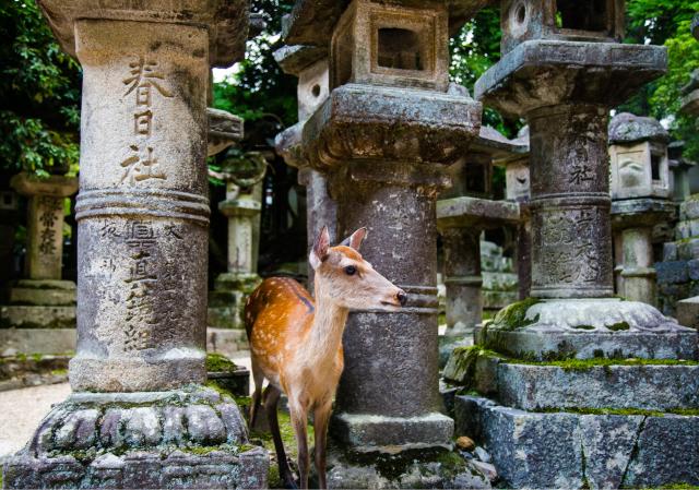 Parc de Nara, Nara