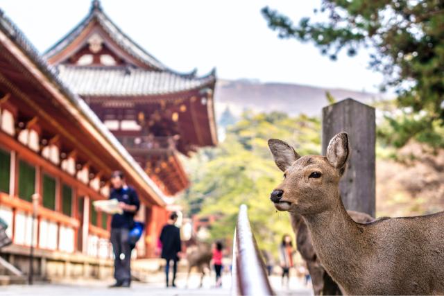 Les célèbres cerfs de Nara