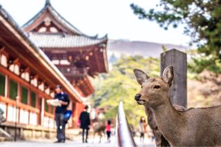 Les sympathiques daims de Nara