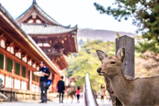 Les célèbres cerfs de Nara