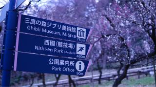 Visite du musée Ghibli