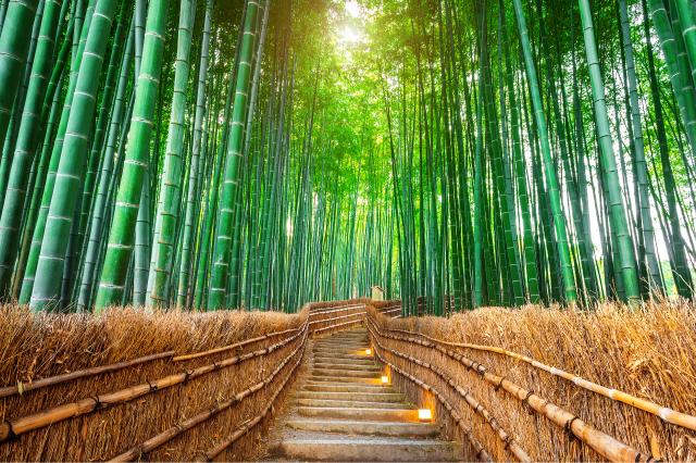 Forêt de bambous, Arashiyama