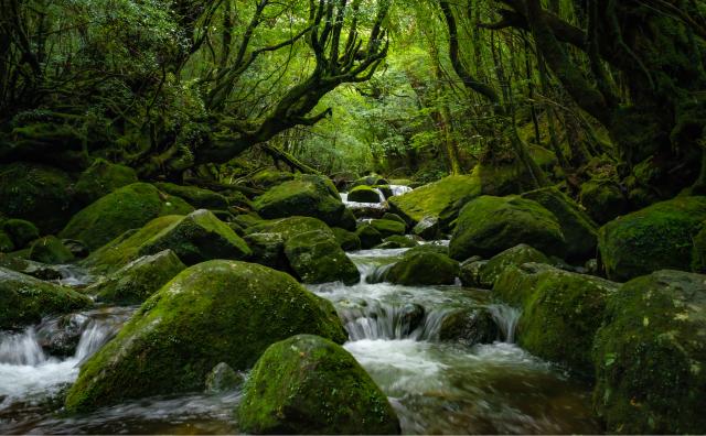 Île de Yakushima