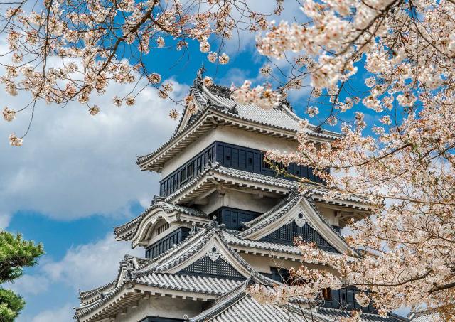 Floraison des cerisiers de Matsumoto au printemps