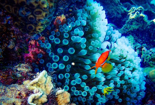 Barrière de corail, Okinawa