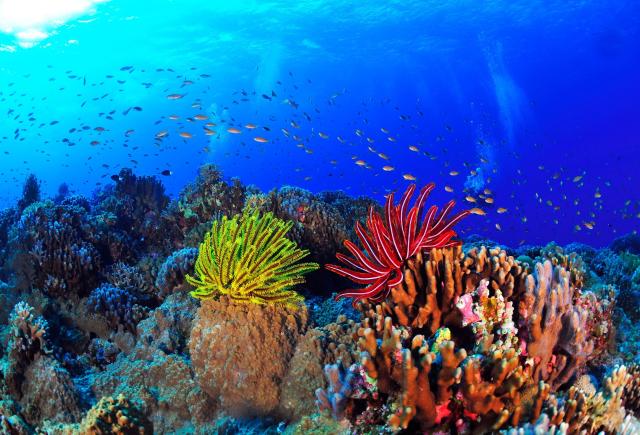 Barrière de corail, Okinawa