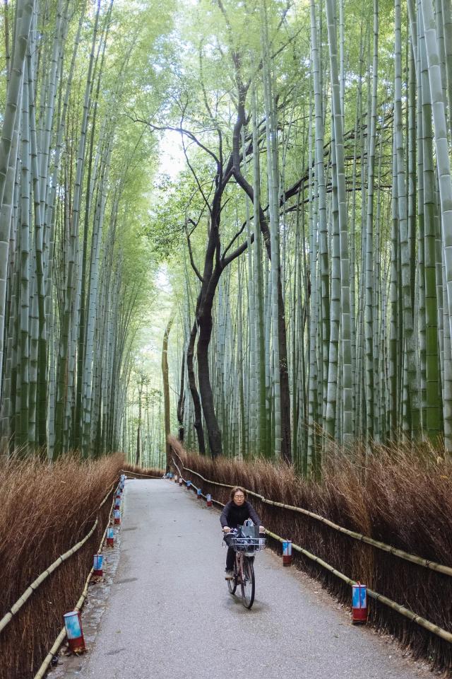 Bambouseraie d’Arashiyama
