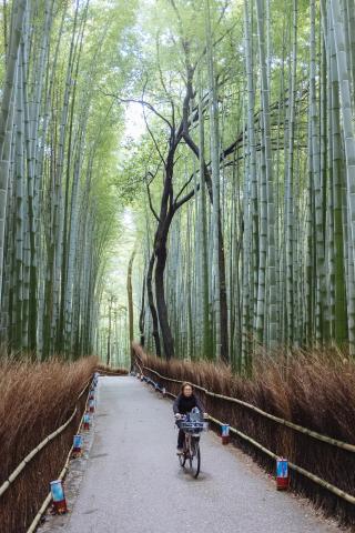 Bambouseraie d’Arashiyama