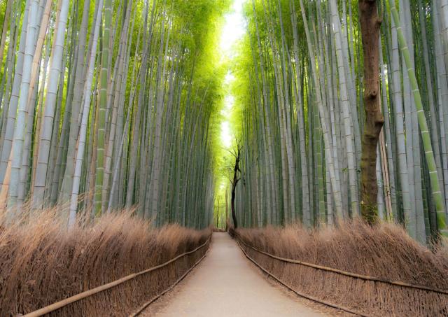 La bambouseraie d’Arashiyama à Kyoto