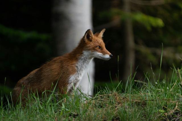 Renard roux, Hokkaido