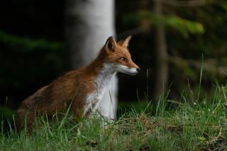 Renard roux, Hokkaido