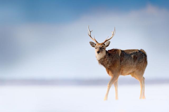Cerf sauvage dans le parc national de Shiretoko