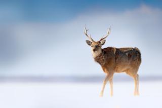Cerf sauvage dans le parc national de Shiretoko