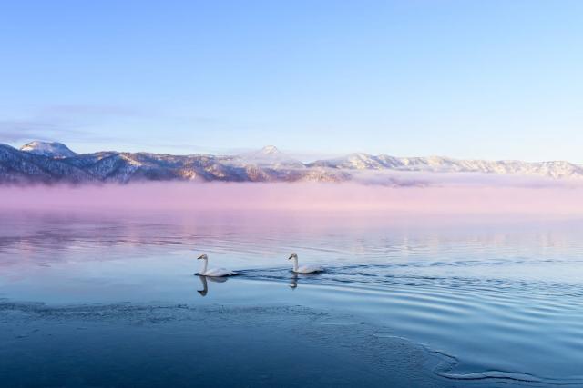Cygnes sur le lac Kussharo