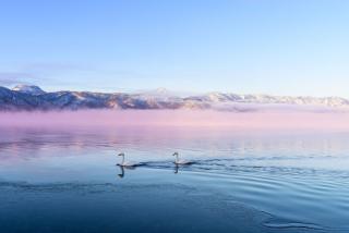 Cygnes sur le lac Kussharo