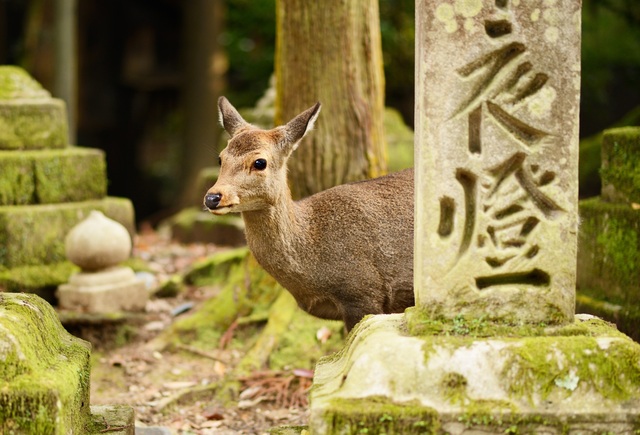 Parc aux cerfs de Nara
