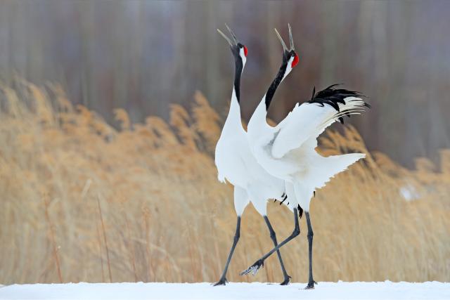 Grues du Japon (ou à couronne rouge) à Kushiro